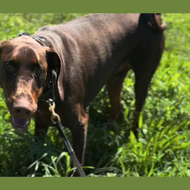 Photo of Ms E Von Dobermann