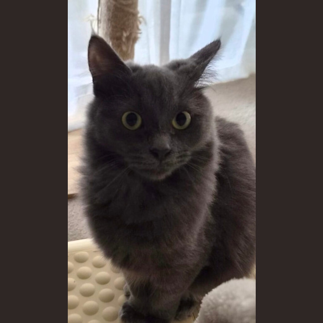 Photo of Luna