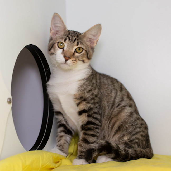 Photo of Snickerdoodle
