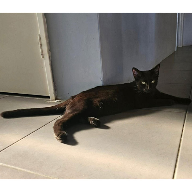 Photo of 13310   Stolas 