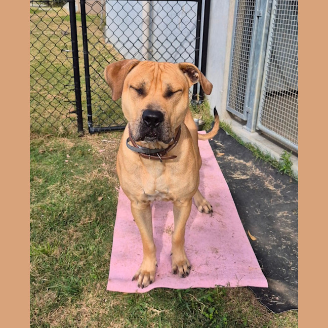 Photo of Tookie (9950)