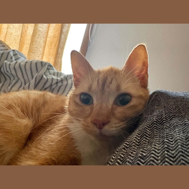 Photo of Biscotti 