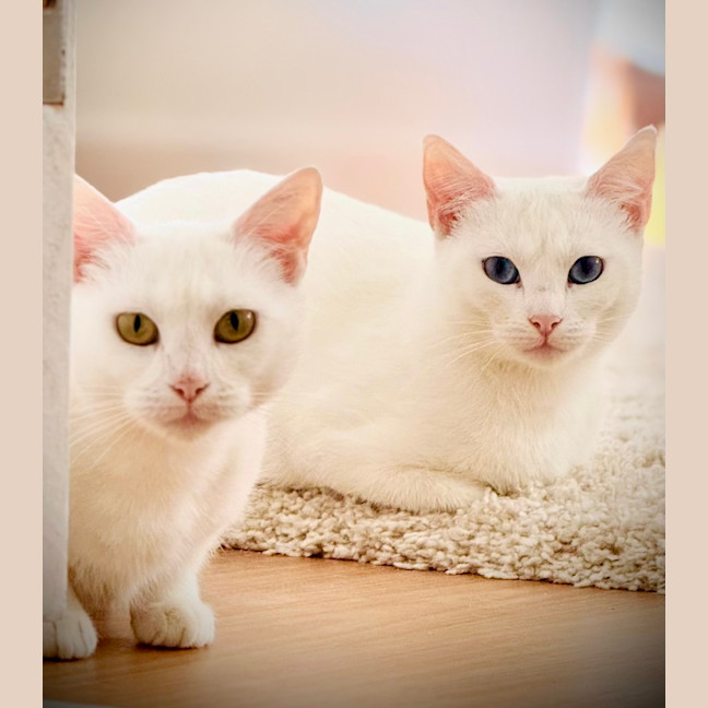 Photo of Antoinette And Angelique