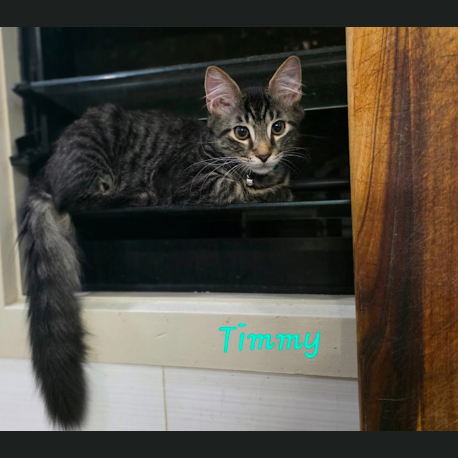 Photo of Timmy
