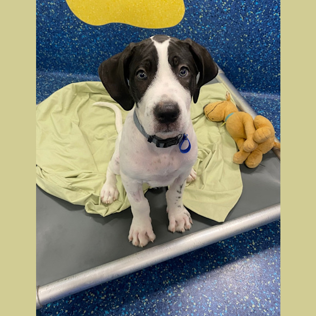 Photo of Snoopy
