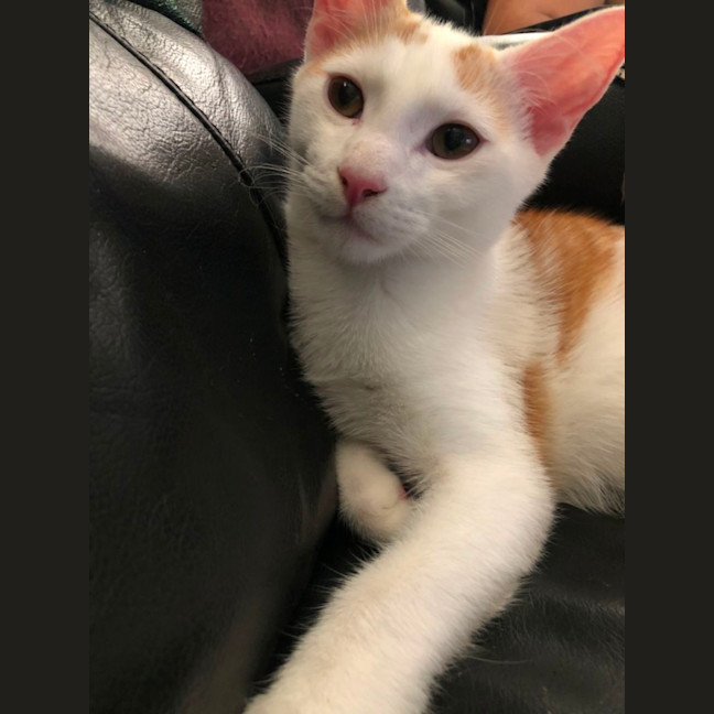 Photo of Nemo