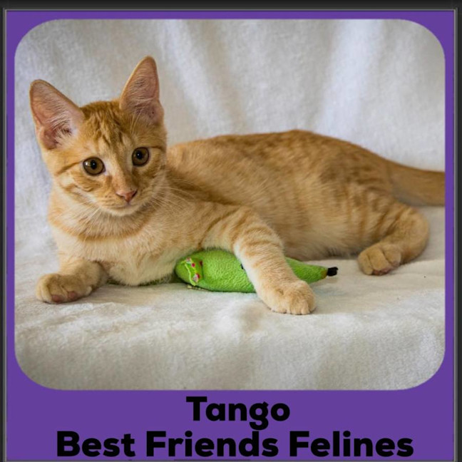 Photo of Tango