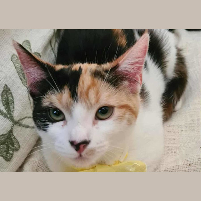 Photo of Phoenix And Helia