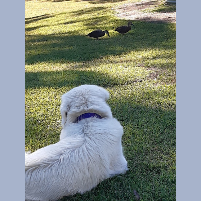 Photo of Ruby