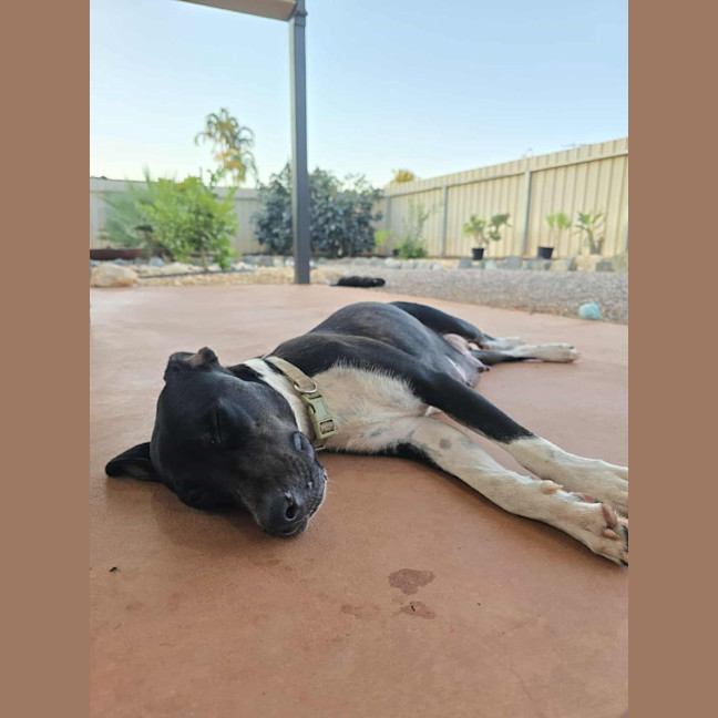 Photo of Juno (Honey)