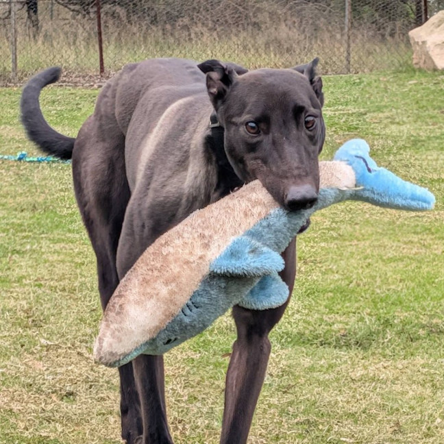 Photo of Earl Grey The Greyhound