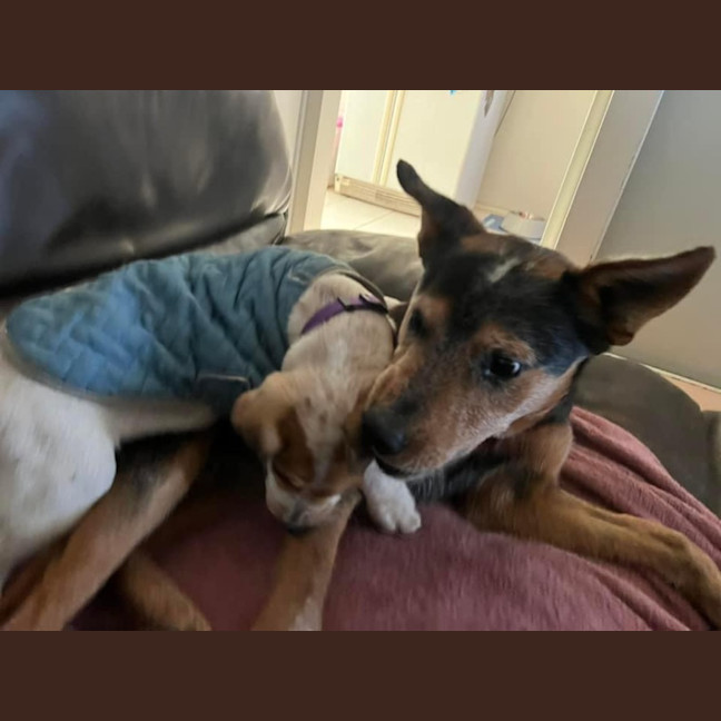 Photo of Banjo