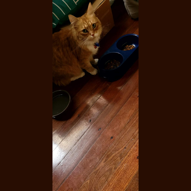 Photo of Louie & Jewie   5 Year Old Domestic Short Hair