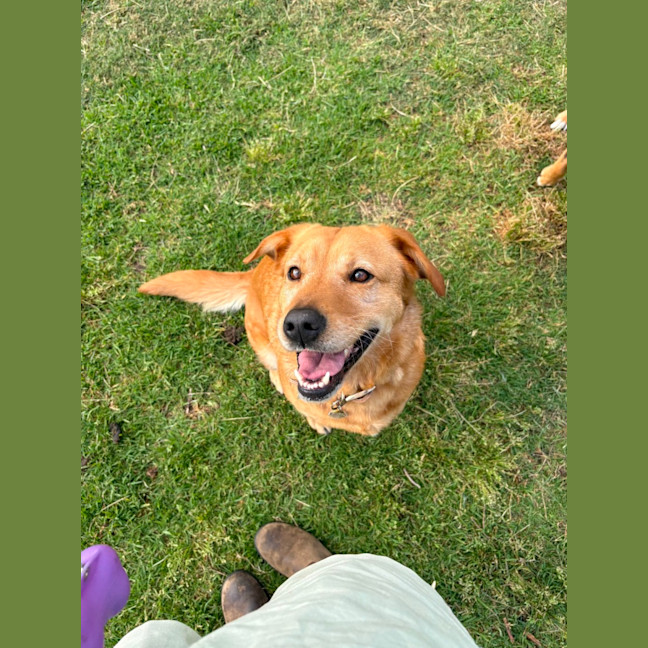 Photo of Millie   6 Year Old Lab X Kelpie