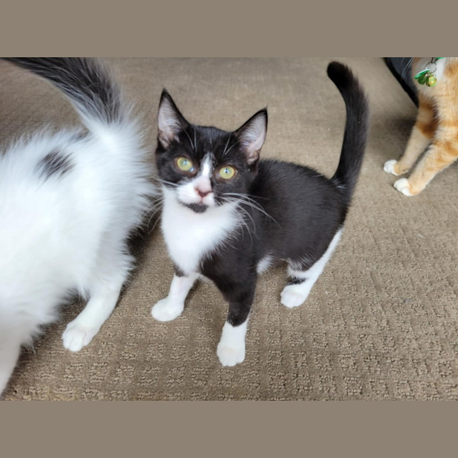 Photo of Boots   Located In Deer Park