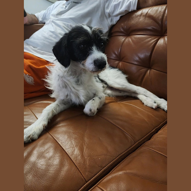 Photo of Oscar