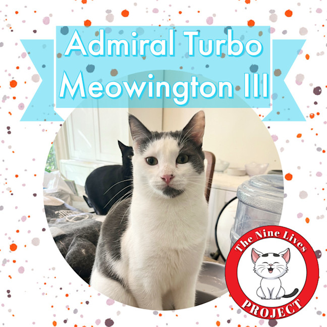 Photo of Admiral Turbo Meowington Iii *9 Lives Project*