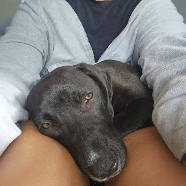 Photo of Nelly   4 Month Old Great Dane X (On Trial)