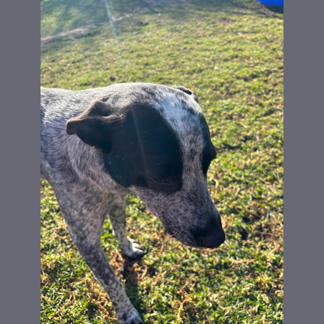 Photo of Clyde 