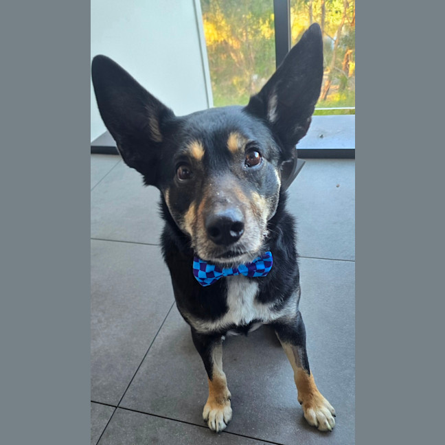 Photo of Bueno