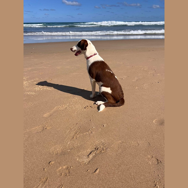 Photo of Pepper