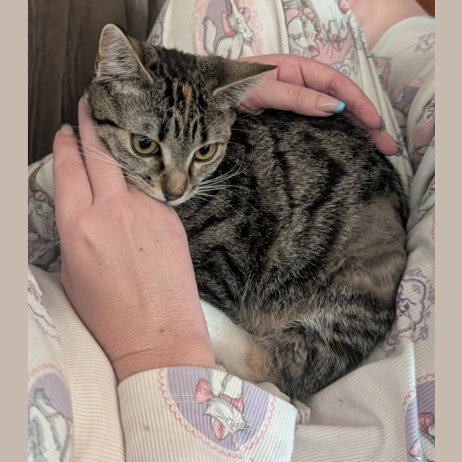 Photo of Cheetara