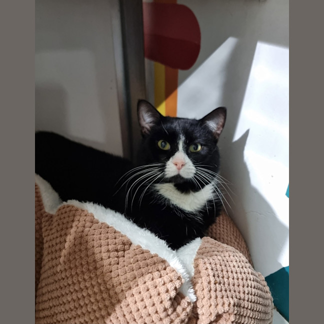 Photo of Kipper