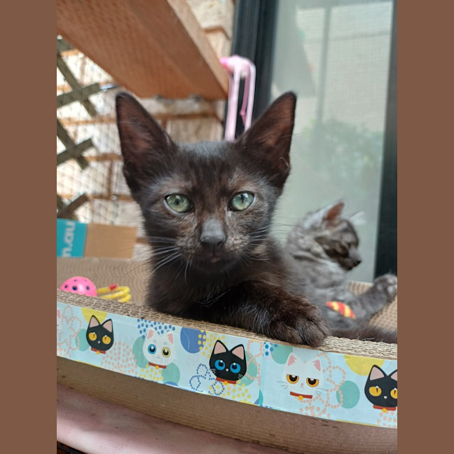 Photo of Peanut
