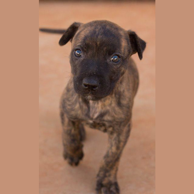 Photo of Tilly (Was Tiffany)