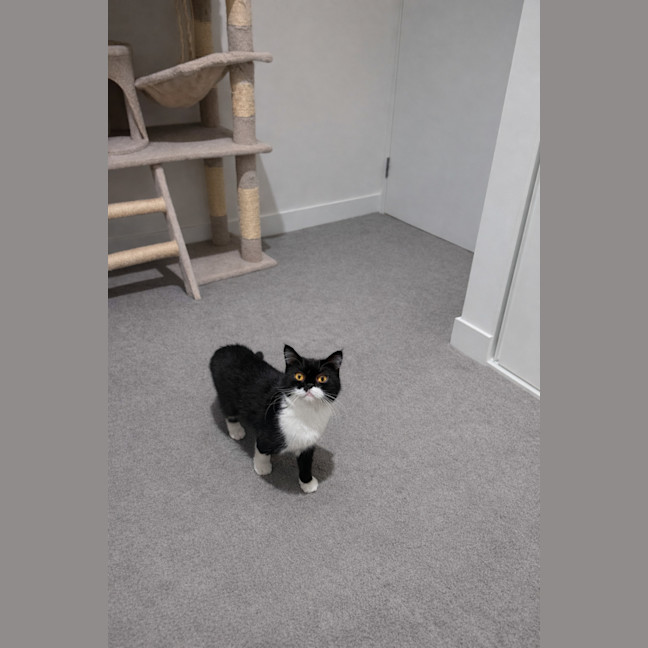 Photo of Gremlin