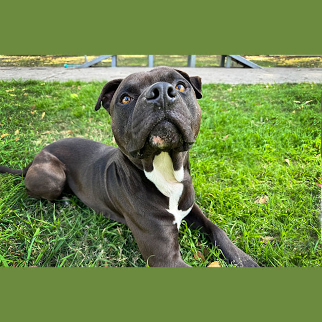 Photo of Kaos