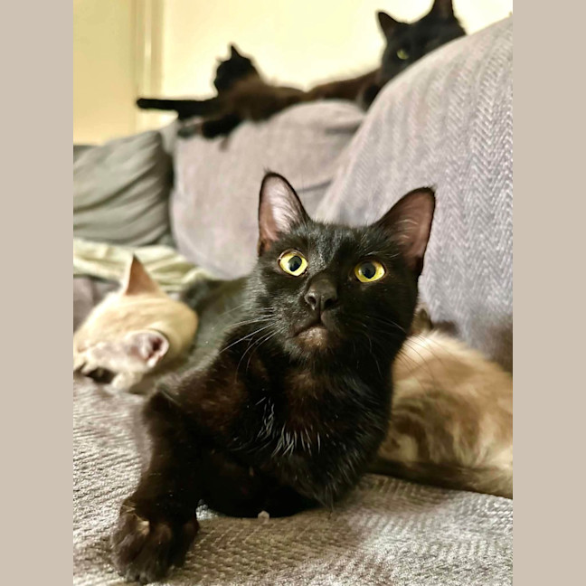 Photo of Fudge