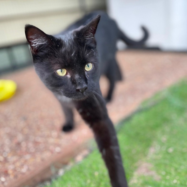 Photo of Benji