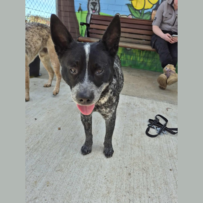 Photo of Snowy! ❄️