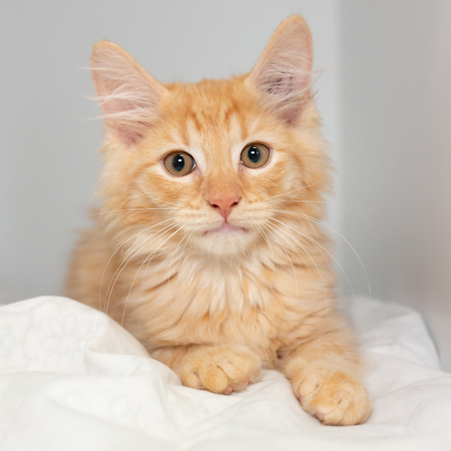 Photo of Cornelius
