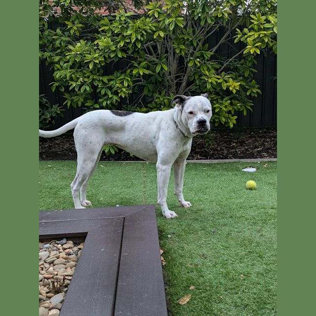 Photo of Nala