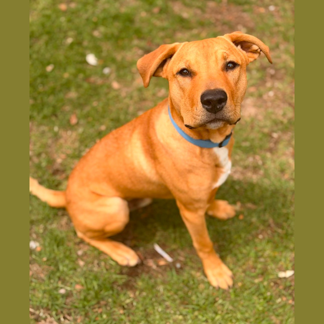 Photo of Cooper