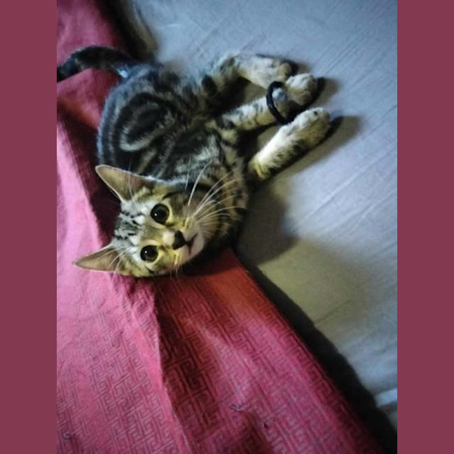 Photo of Atlas