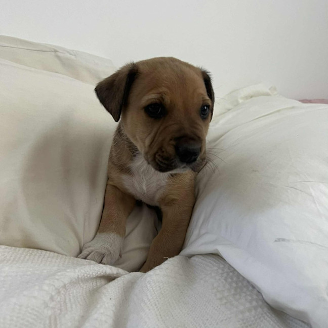 Photo of Jake The Dog