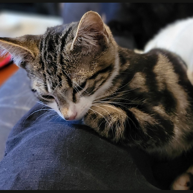Photo of Barney