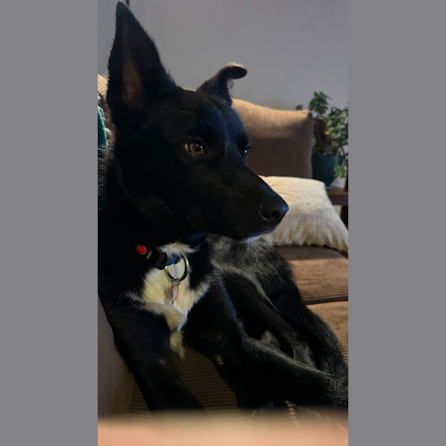 Photo of Bindi