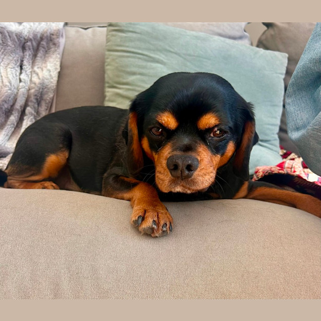 Photo of Buster
