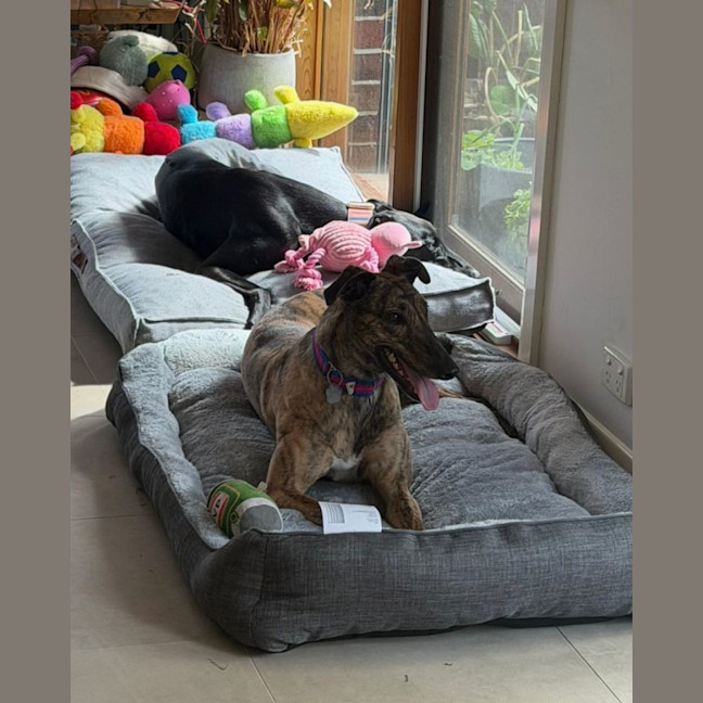 Photo of Sadie