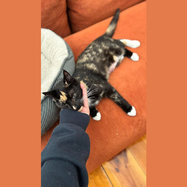 Photo of Praline