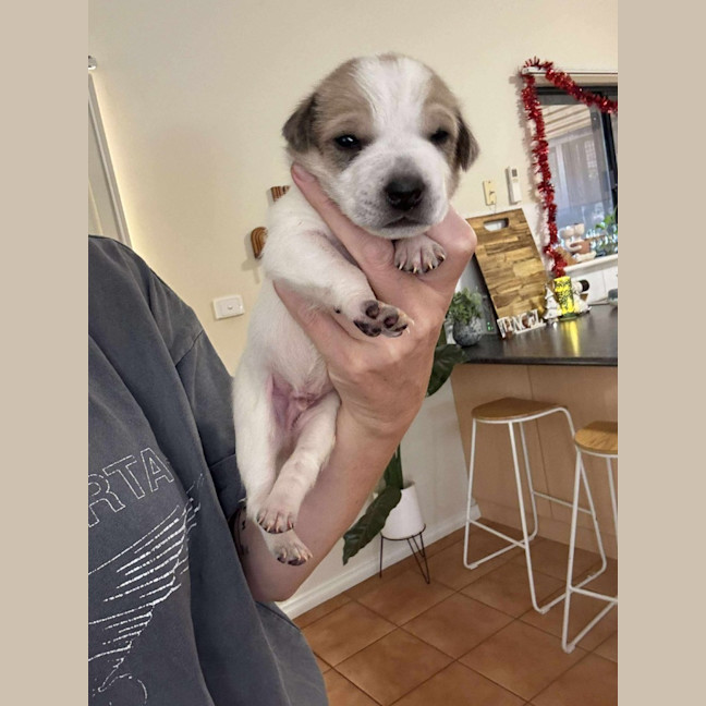 Photo of Dodge