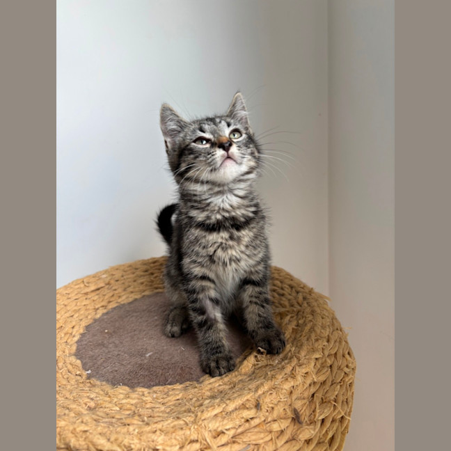 Photo of Remmy Meet Me @Petstock Hastings Store 