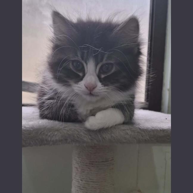 Photo of Lorrie *9 Lives Project Rescue*