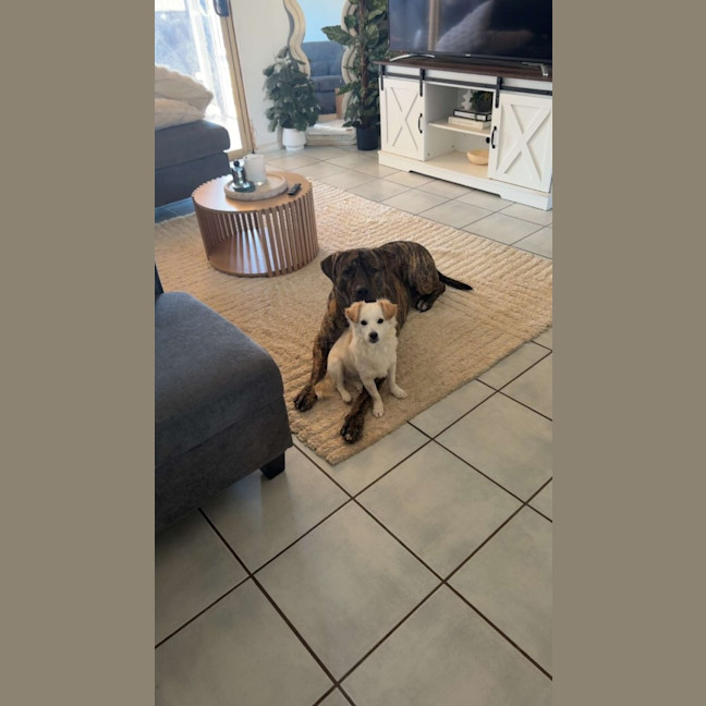 Photo of Whisky