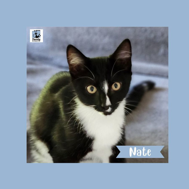 Photo of Nate ^^Dandy Cat Rescue^^
