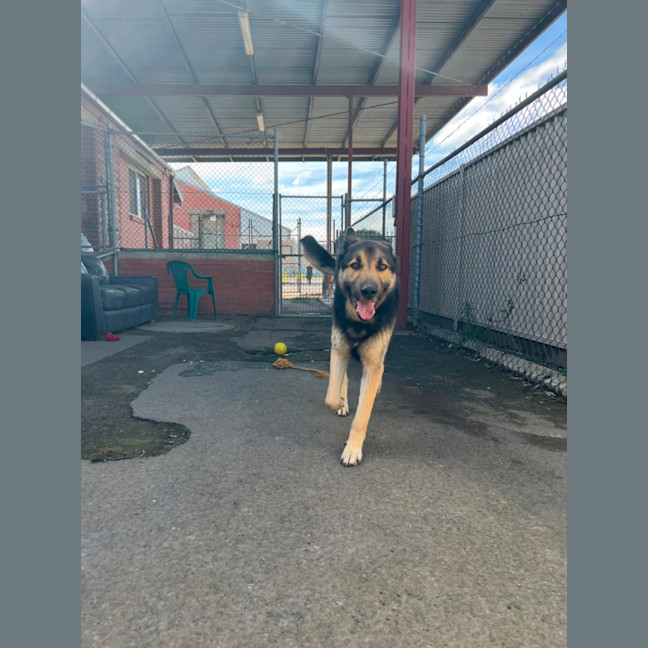 Photo of Buddy